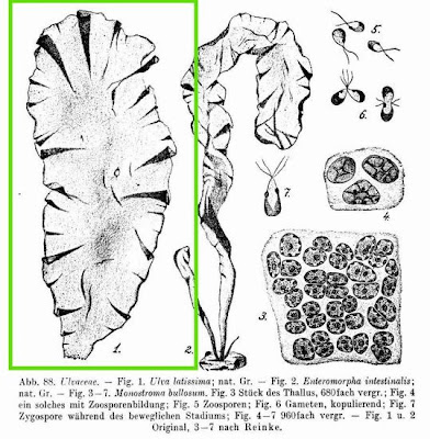 Ulva latissima