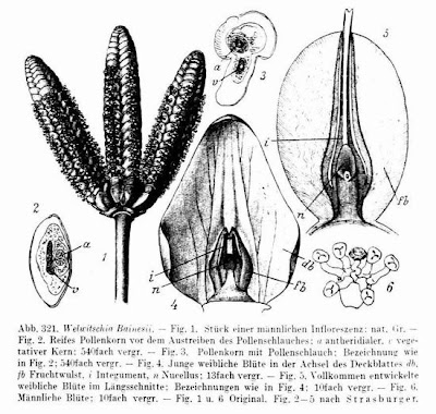 Welwitschia mirabilis