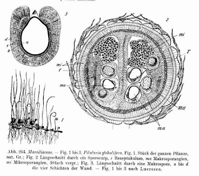 Pilularia globulifera L.