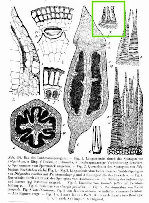 Weisia compacta