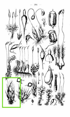 Webera sessilis