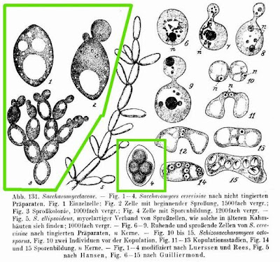 Saccharomyces cerevisiae