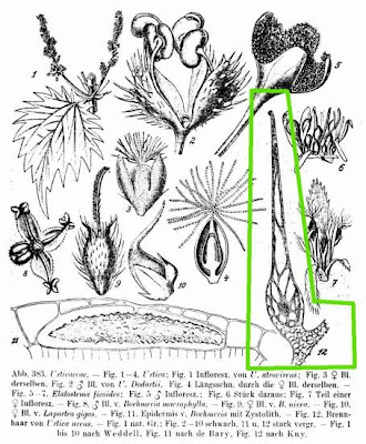 Burning nettle