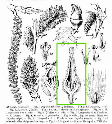 Goat willow Goat willow
