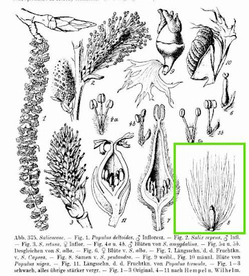 Salice odorosa