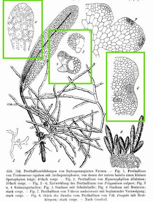 Wall fern Wall fern
