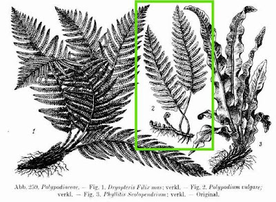 Wall fern Wall fern