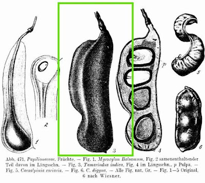 Tamarindus indica,
Indian tamarind,
kilytree,
tamarin,
tamarind,
tamarinda,
Tamarinde,
tamarindeiro,
Tamarindenbaum,
tamarindier,
tamarindo,
tamarindo-do-Egito,
tamarinier,
tamarino,
t&acirc;mara-da-&Iacute;ndia
