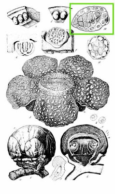Rafflesia patma