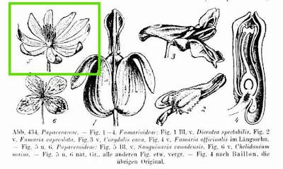 Bloodroot Bloodroot