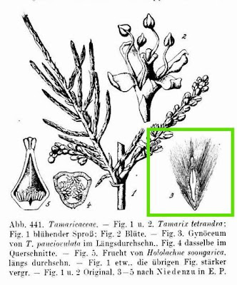 Tamarix pauciovulata