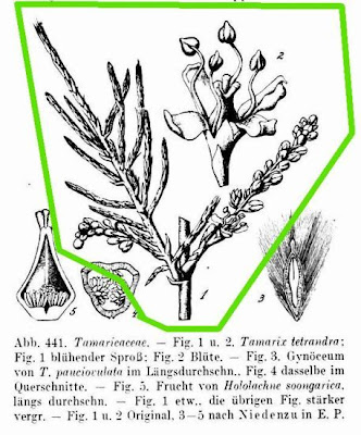 Tamarix tetrandra