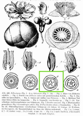 Wallacea
