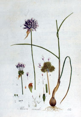Field garlic