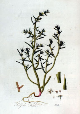 Kalikraut Kalikraut