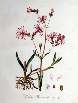 Crotonella Fior di cuculo Crotonella Fior di cuculo