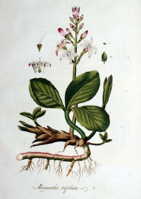 Bog-bean Bog-bean