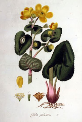 Caltha palustris L.