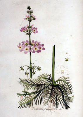 Water-violet Water-violet