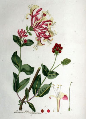 Lonicera periclymenum L.