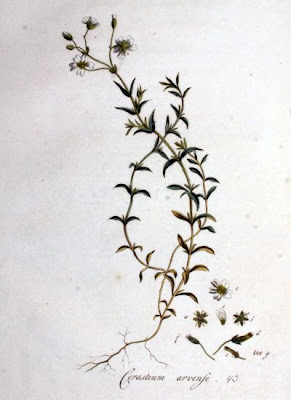 Field mouse-ear