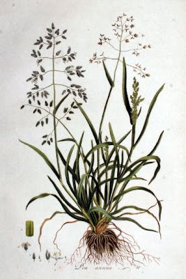 Hierba de punta