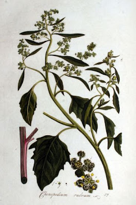 Saltmarsh Goosefoot