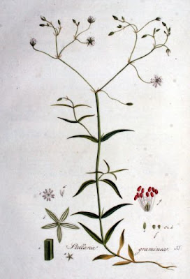 Grass-leaf starwort Grass-leaf starwort