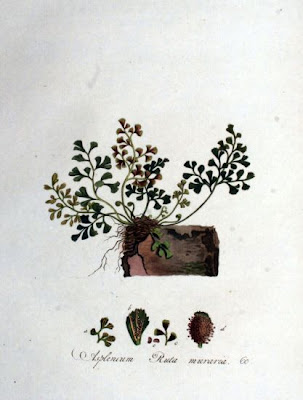 Asplenium ruta-muraria L.