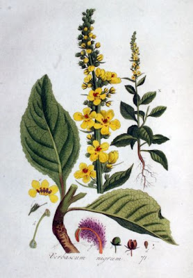 Black mullein Black mullein