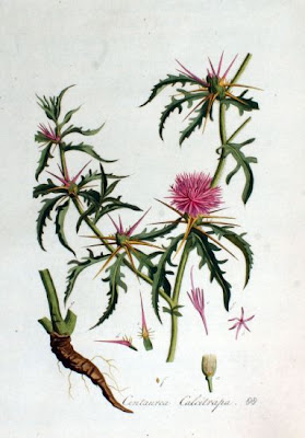 Fiordaliso stellato Fiordaliso stellato