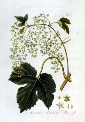 L�pulo