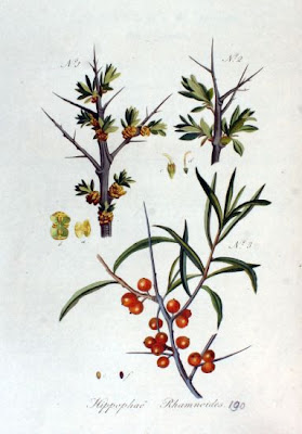 Espino armarillo