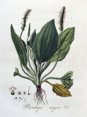 Grand plantain