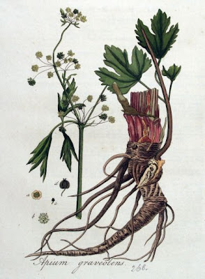 Apio Apio