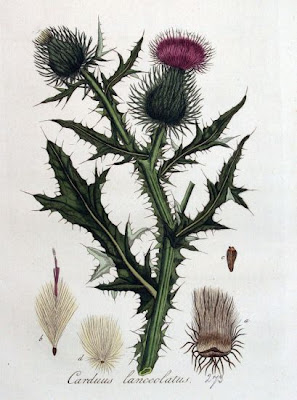 Bull Thistle Bull Thistle