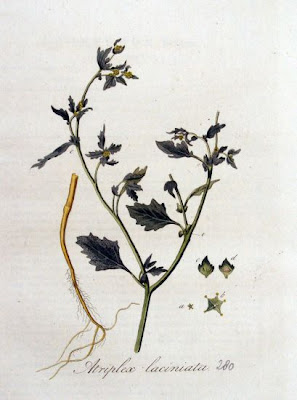 Atriplex laciniata
