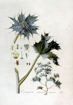 Calcatreppola marittima