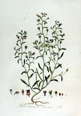 Dwarf-snapdragon