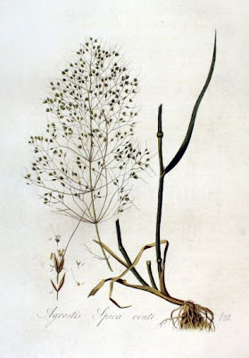 Common wind grass Common wind grass
