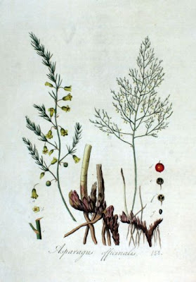 Asparagus,
asparagus Asparagus,
asparagus
