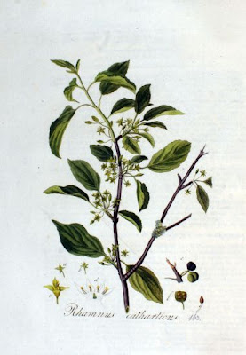 Tamuje