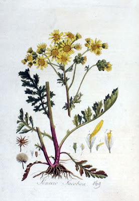 Jacobaea vulgaris,
erva-lanceta-do-Canad&aacute;,
Senecione di S. Giacomo,
St. James'-wort,
stinking Willie,
tansy ragwort