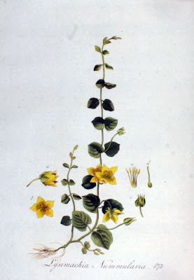 Quattrinella