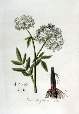 Water Parsnip Water Parsnip