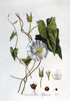 Hedge bindweed Hedge bindweed