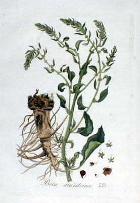 Beta maritima