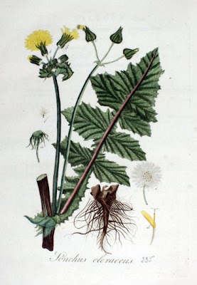 Common sow-thistle Common sow-thistle