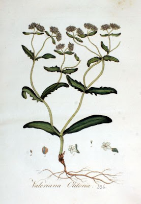 Valeriana olitoria