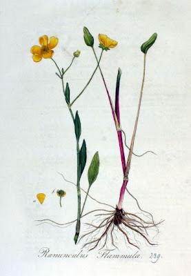 Ranunculus flammula,
greater creeping spearwort,
lesser spearwort,
Ranuncolo delle passere,
spearwort,
spearwort buttercup
